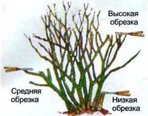 Обрезка