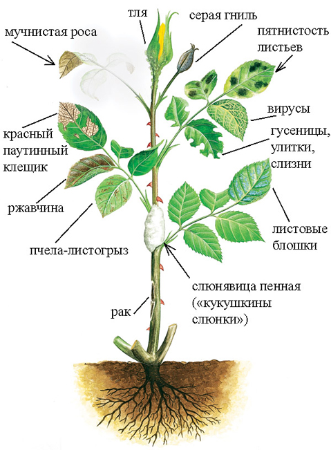 болезни